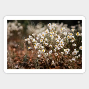 White Paper Daisy Flowers Sticker